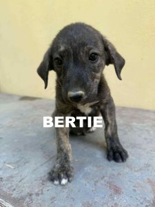 BERTIE (CAMPINA) 